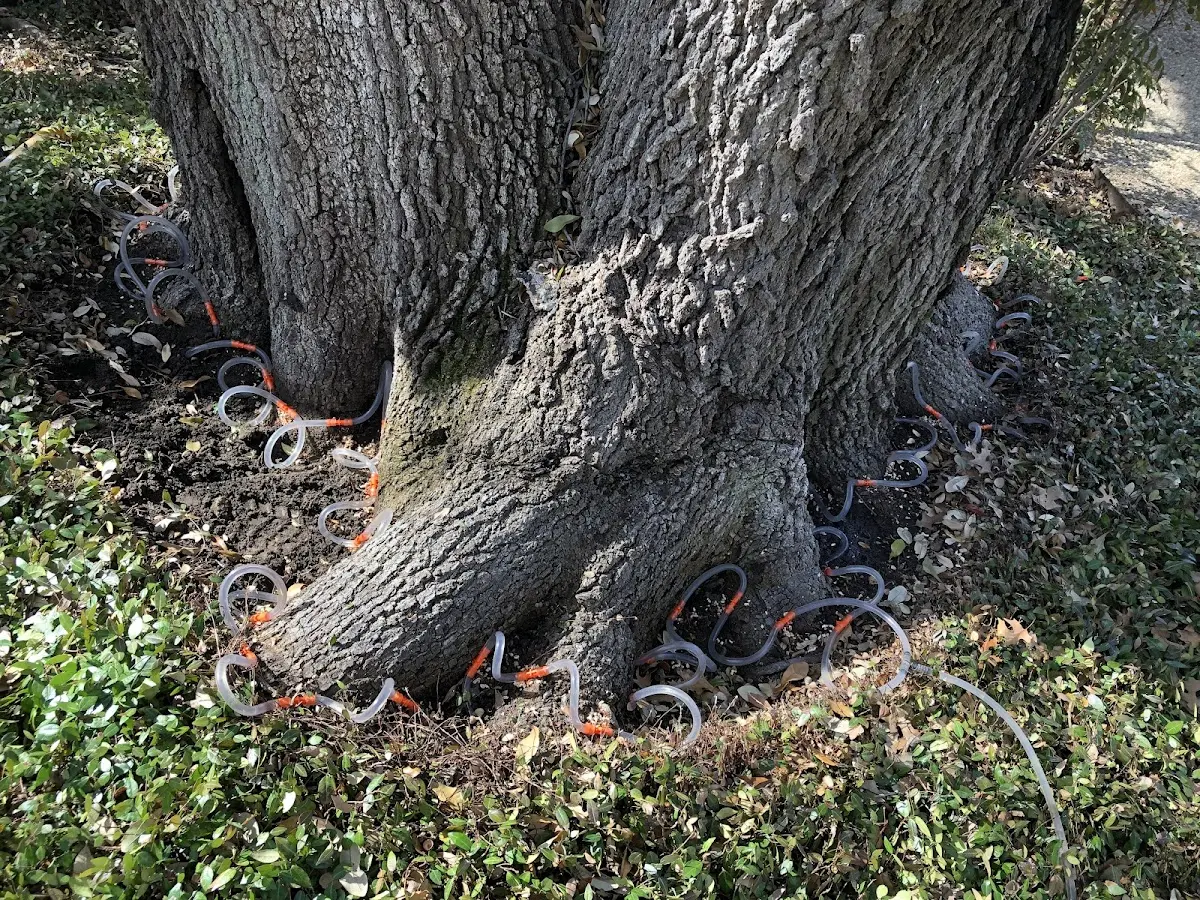 Detailed Tree Cabling and Bracing job site in Wrightsville