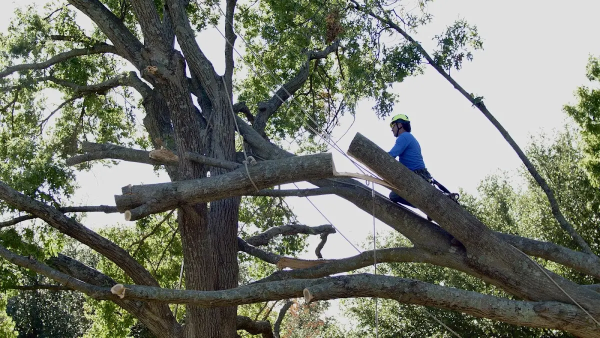 Professional Crown Thinning performed by certified arborists in Wrightsville