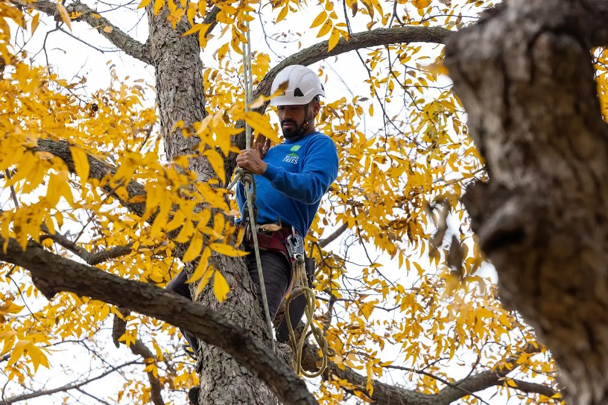 Skilled Tree Planing crew working in Wrightsville