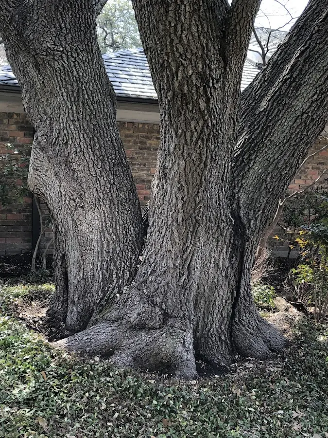 Mature heritage tree close to a Wrightsville property cared for by certified arborists